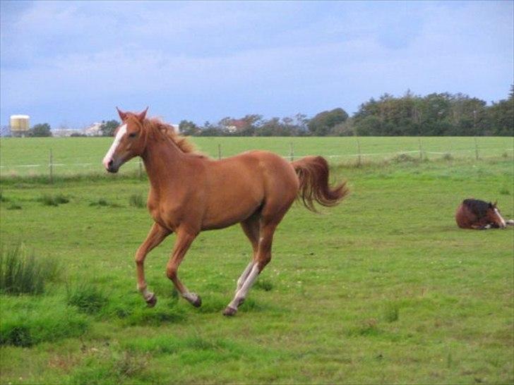 Dansk Varmblod Kildevangs Laurika [Tidl. Hest] - Altid fuld af energi.  billede 13