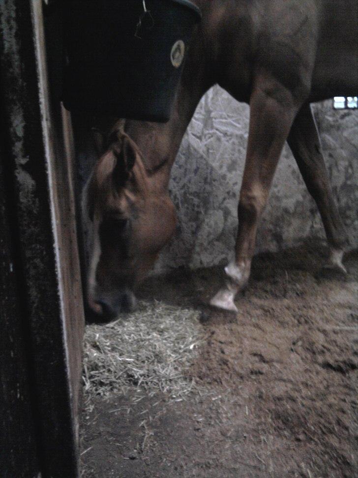 Dansk Varmblod Kildevangs Laurika [Tidl. Hest] billede 14