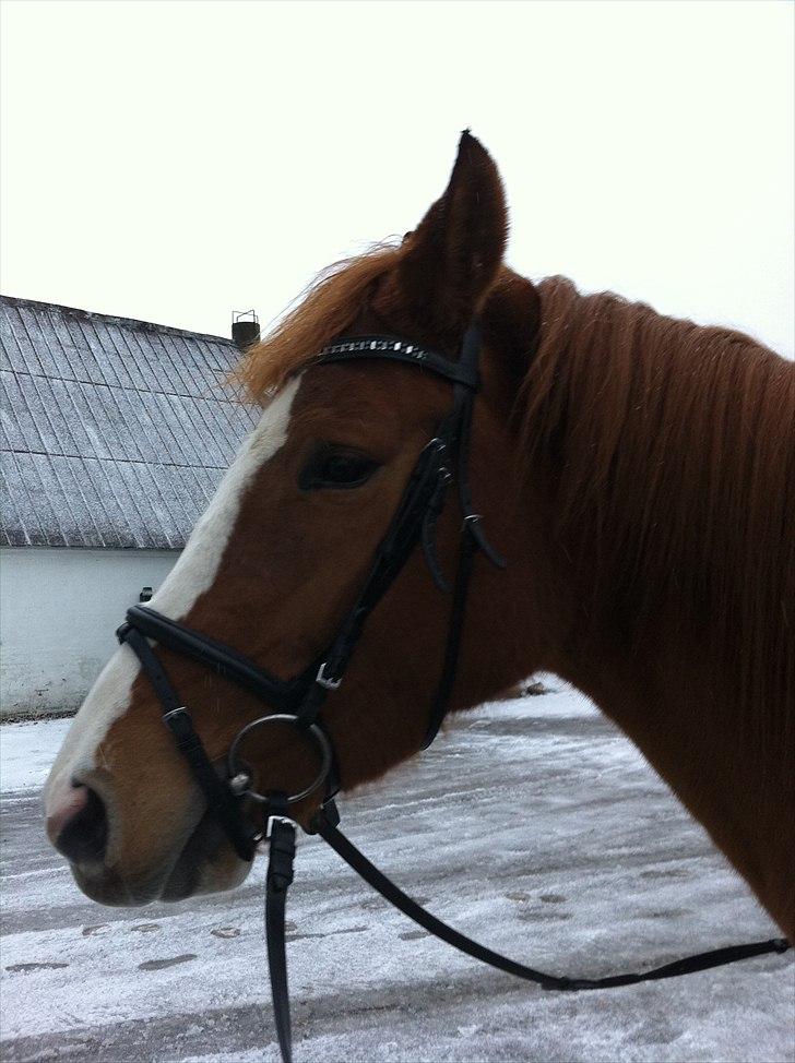 Dansk Varmblod Kildevangs Laurika [Tidl. Hest] - Første gang hun har trensen på. :) billede 15