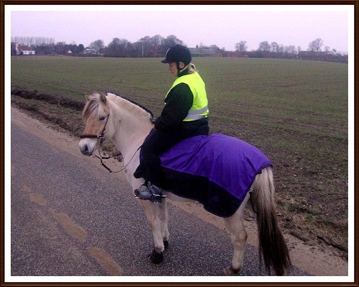 Fjordhest # Capaja # - 31-01-2011 Første gang vi er på tur med hagamor (staves), Capaja var rigtig sød. billede 13