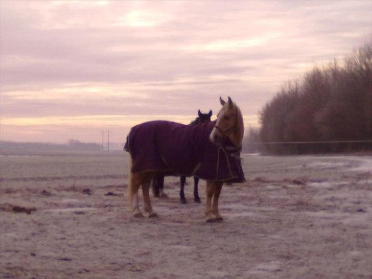 Palomino Tori - Jan 2011. billede 19