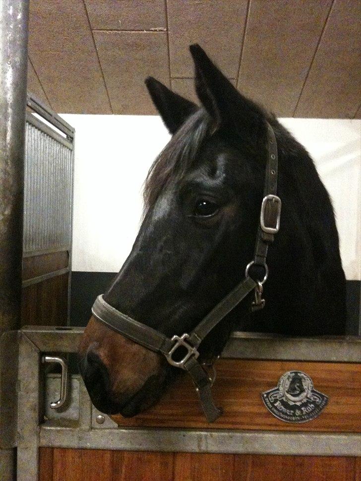 Tysk Oldenburger DUNJA - Himmelhest billede 1