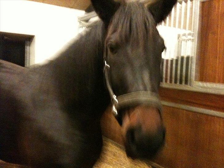 Tysk Oldenburger DUNJA - Himmelhest billede 2