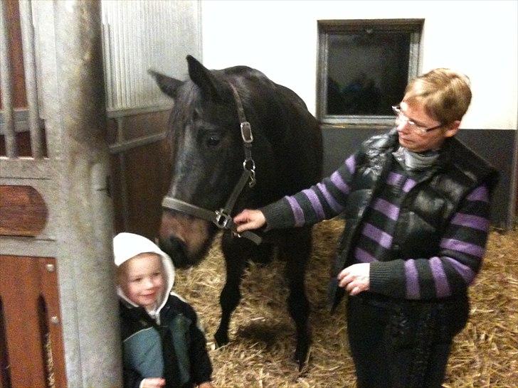 Tysk Oldenburger DUNJA - Himmelhest billede 3