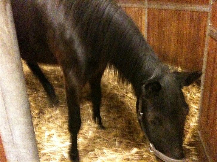 Tysk Oldenburger DUNJA - Himmelhest billede 4