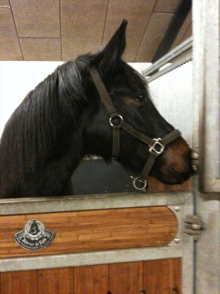 Tysk Oldenburger DUNJA - Himmelhest billede 5