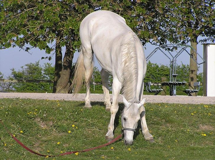 Connemara Rusheen Cuckoo billede 12