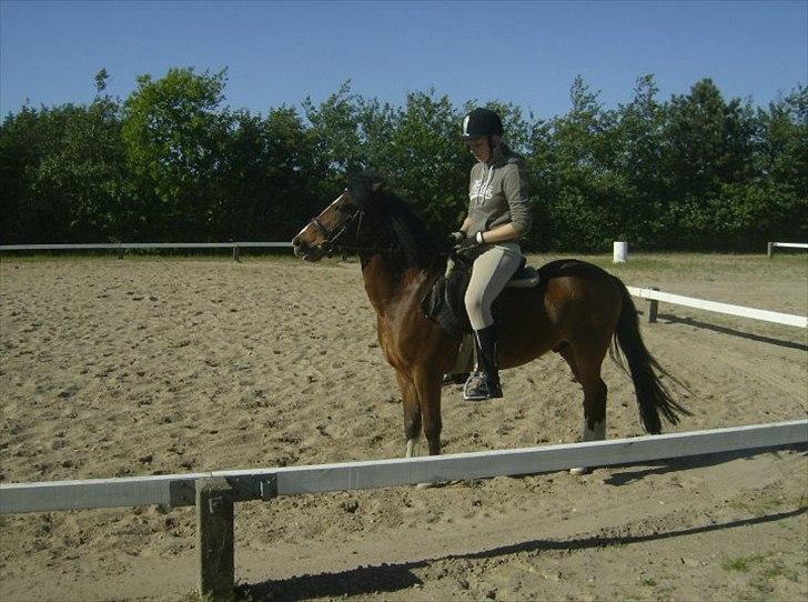 Anden særlig race Jack(solgt) - parade! billede 1