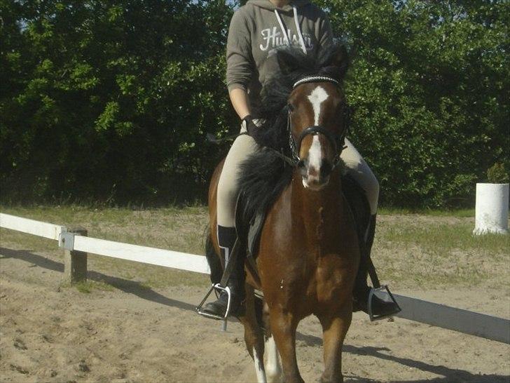 Anden særlig race Jack(solgt) - Så er vi i galop nede på dressurbanen.! billede 2