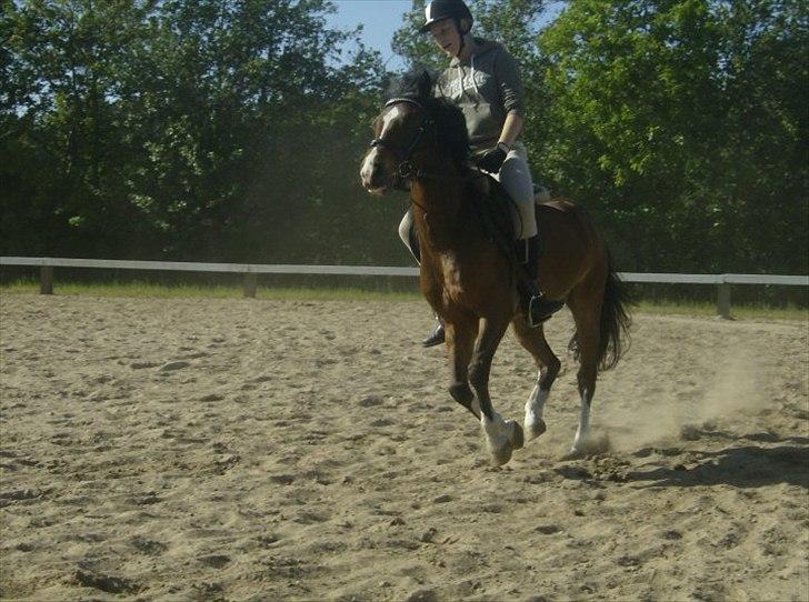 Anden særlig race Jack(solgt) - Galop! billede 3
