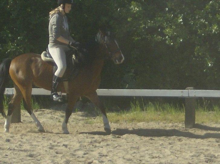 Anden særlig race Jack(solgt) - søde jack! billede 5