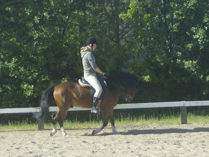 Anden særlig race Jack(solgt) - Søde jaaack!<3 billede 6