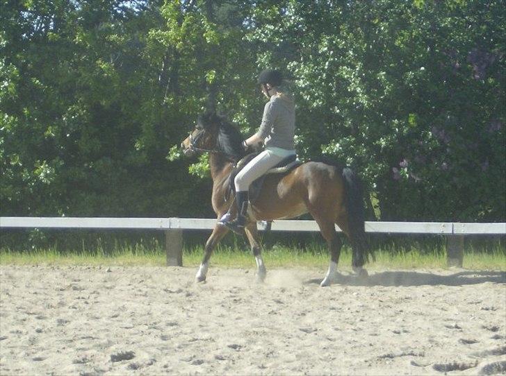 Anden særlig race Jack(solgt) - Jack<3 billede 7