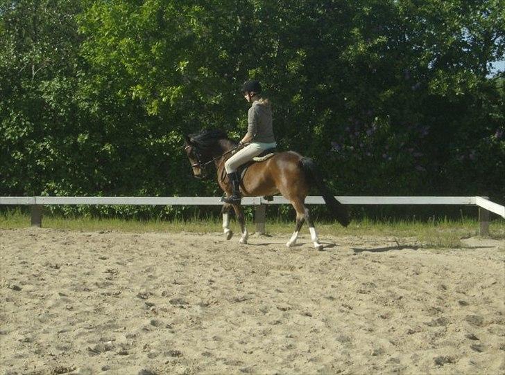 Anden særlig race Jack(solgt) - jack;) billede 8