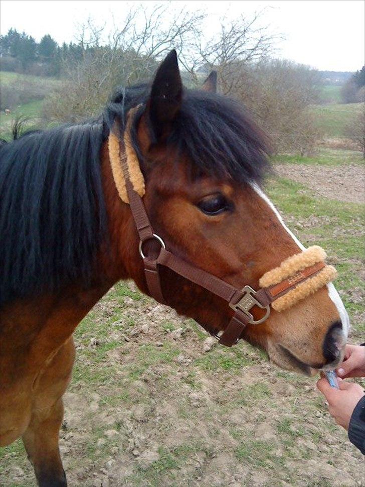 Anden særlig race Jack(solgt) - Jack på folden.<3 billede 9