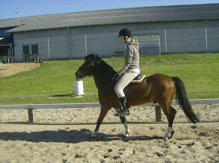 Anden særlig race Jack(solgt) - dejligeste jack<3 billede 10