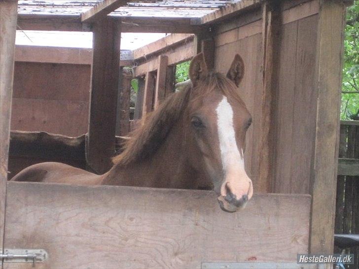 Tysk Sportspony Farina - Farina er lige ankommet til Tattersall pony rideklkub<3 foto: mig !:D billede 10