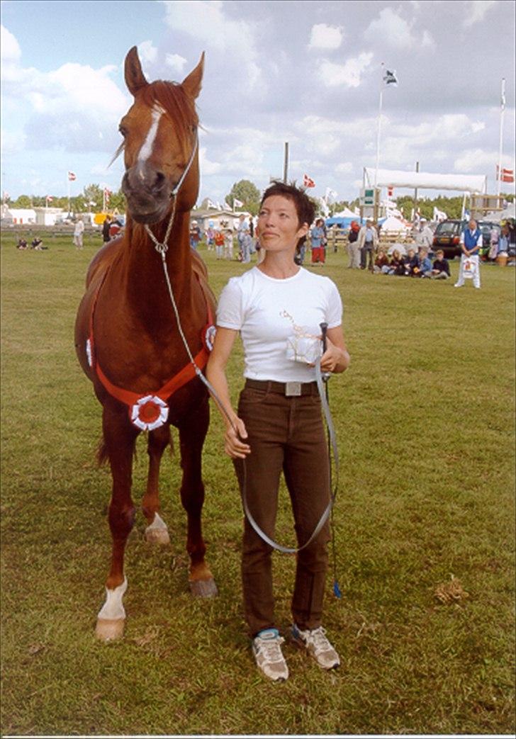 Arabisk fuldblod (OX) Aki bell (R.I.P)  billede 3