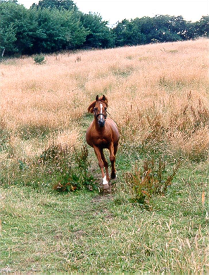 Arabisk fuldblod (OX) Aki bell (R.I.P)  - Hver gang jeg kaldte på ham når han var på fold, kom han galoperne hen til mig.  billede 5