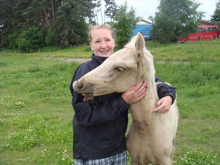 Palomino Amadeus - Amadeus og Amalie billede 14