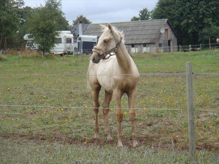 Palomino Amadeus billede 15