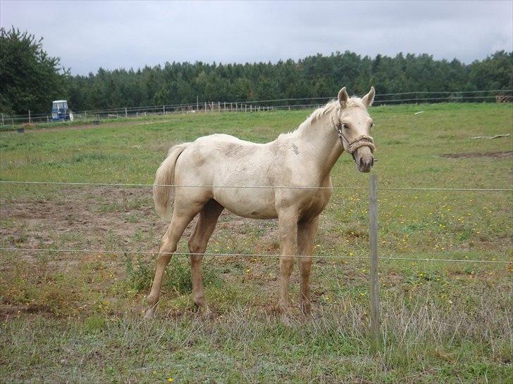 Palomino Amadeus billede 16