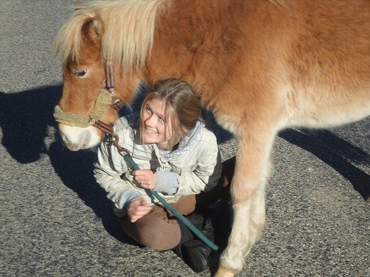 Shetlænder Cookie - Guldklumpen. - MIT STØRSTE SAVN! - der er tidspunkter hvor vi kan stole på en hest, tidspunkter hvor vi ikke kan, og tidspunkter hvor vi bliver nød til det.. *-: billede 8