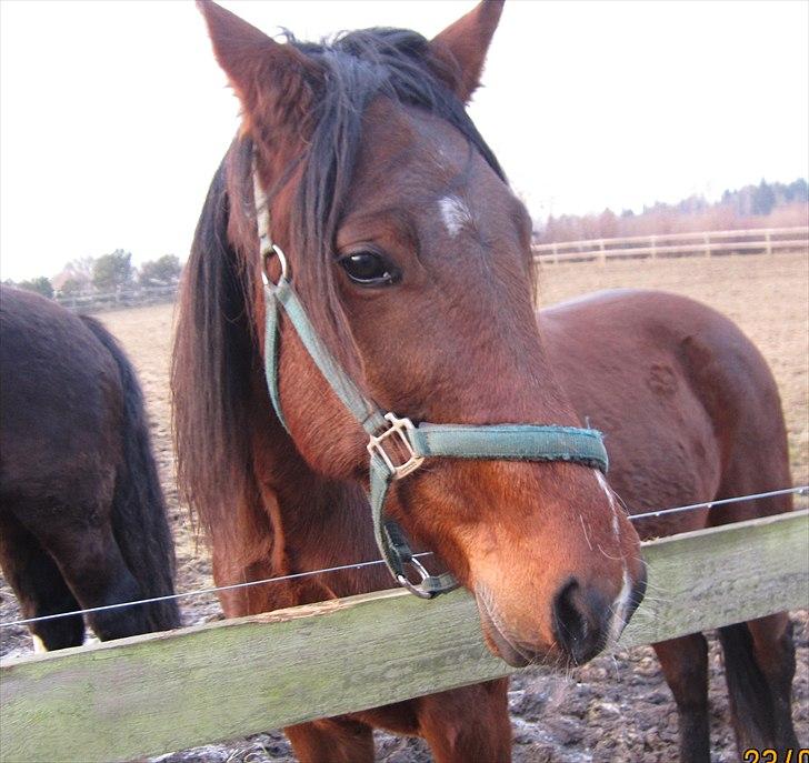 Traver Torak billede 1