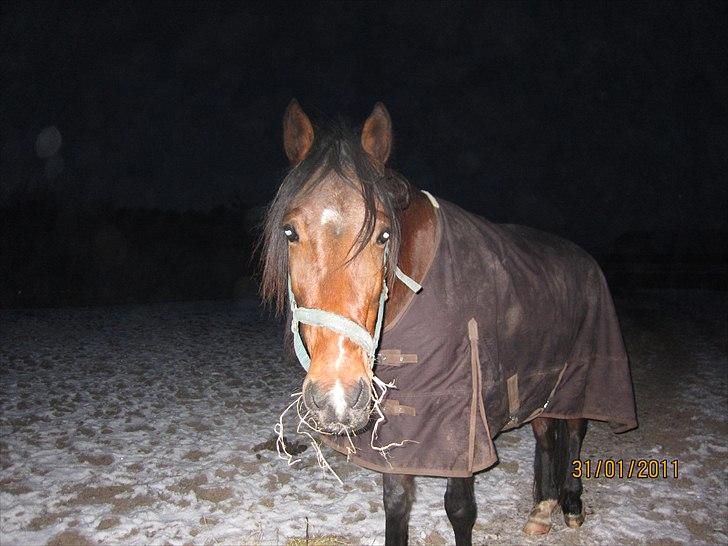 Traver Torak billede 2