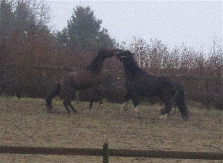 Traver Torak billede 3