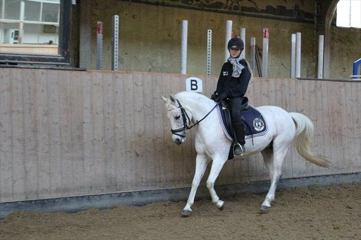 Anden særlig race Chapplin <3 Solgt :-( billede 2