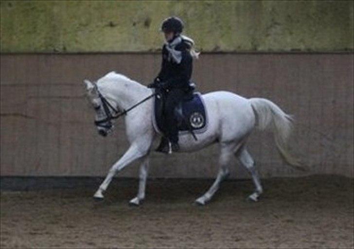 Anden særlig race Chapplin <3 Solgt :-( billede 20