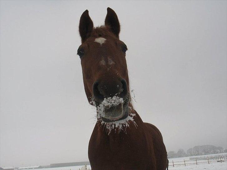 Anden særlig race Alvin - Det der gør livet værd at leve <3 - du af alle ting her på jorden, får mig til at grine mest :´)<3 billede 7