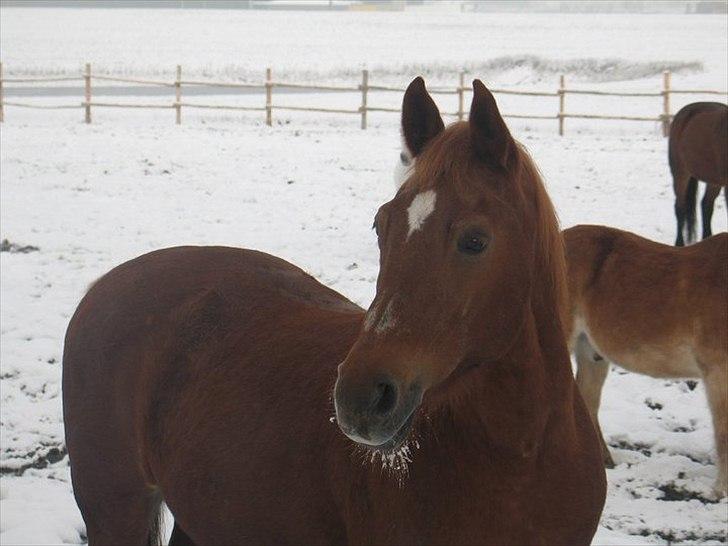 Anden særlig race Alvin - Det der gør livet værd at leve <3 - Angel in the snow, you are the love of my life..  billede 8