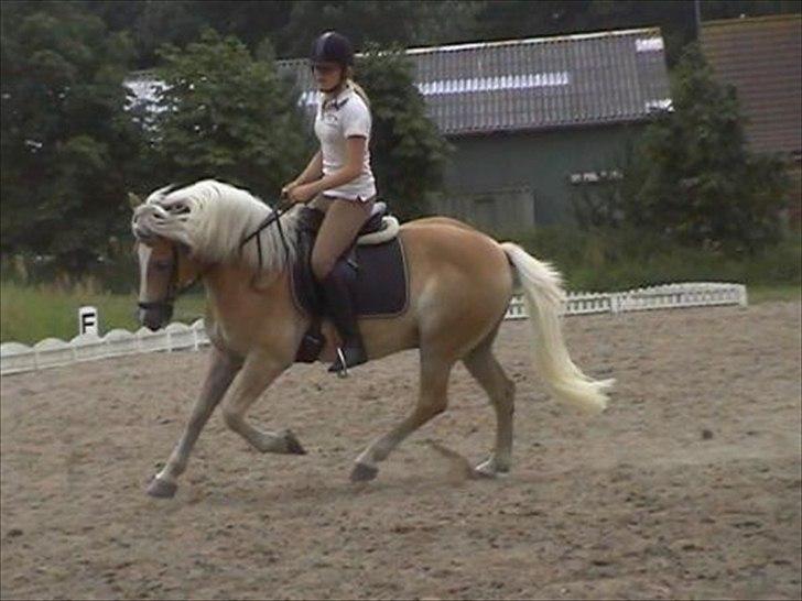 Haflinger Aristo *himmelhest* - Dressur billede 5