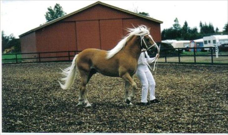 Haflinger Aristo *himmelhest* - TIl kåring billede 4