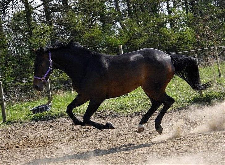 Dansk Varmblod Sandro billede 20