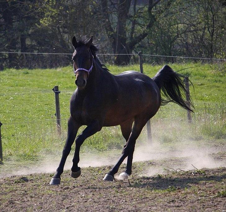 Dansk Varmblod Sandro billede 16