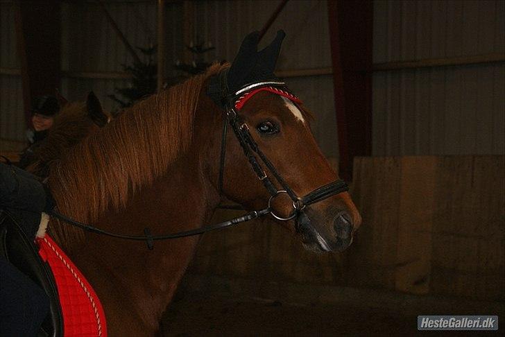 Tysk Sportspony Don Speedy - Min dejlige pony :) billede 11