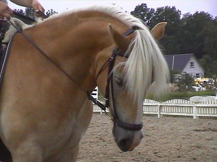 Haflinger Aristo *himmelhest* - Dressur billede 6