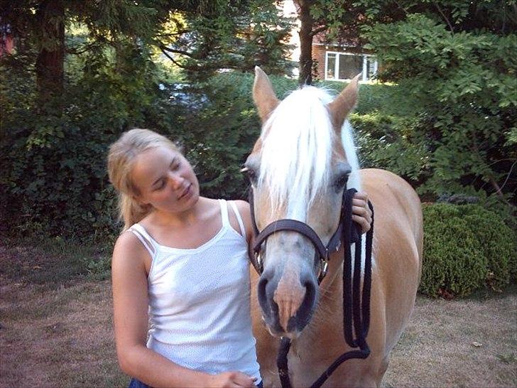 Haflinger Aristo *himmelhest* - Aristo og jeg :-) billede 7