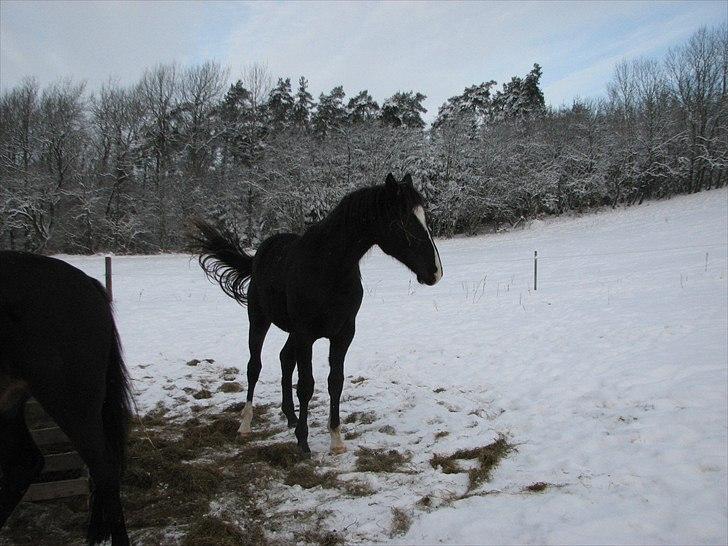 Dansk Varmblod Pranay LF billede 16