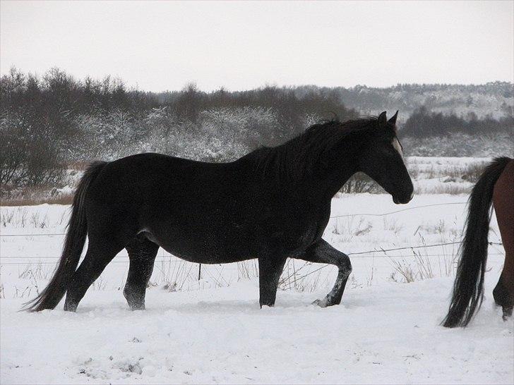 Dansk Varmblod Dolitta billede 12