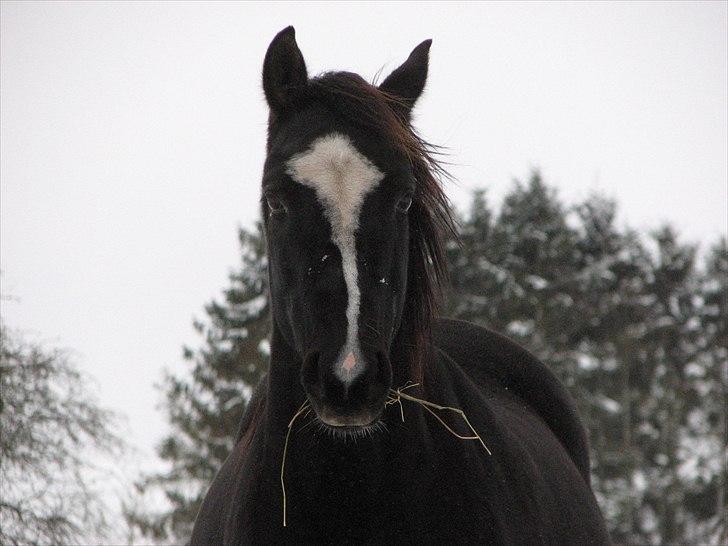 Dansk Varmblod Dolitta billede 13