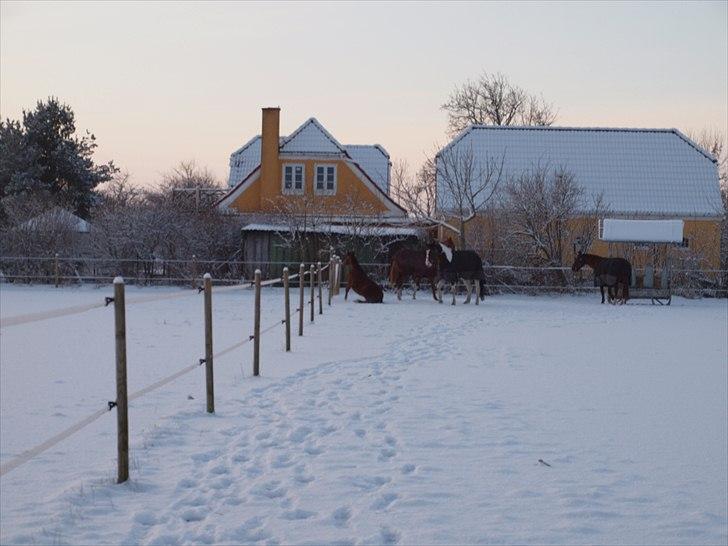 Anden særlig race Solos Alfredo  billede 12