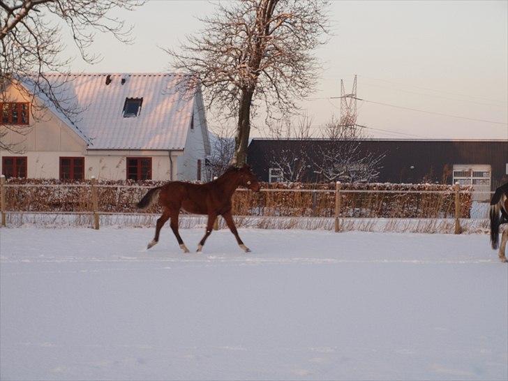Anden særlig race Solos Alfredo  billede 13