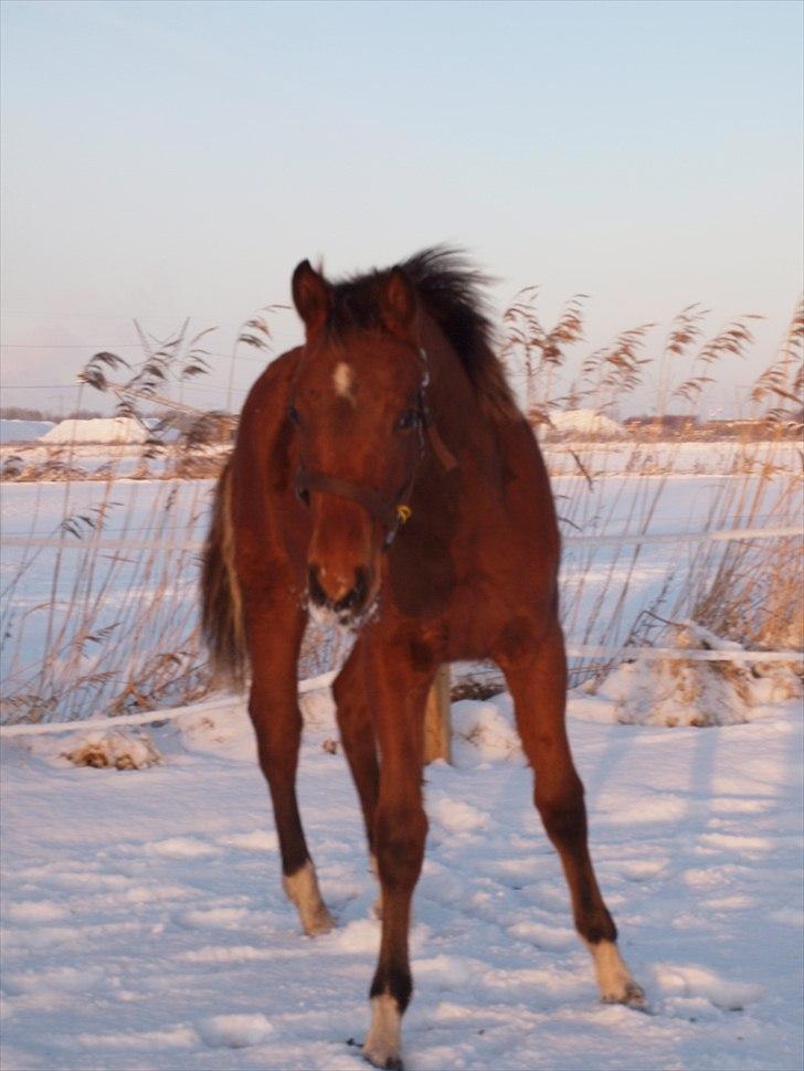 Anden særlig race Solos Alfredo  billede 14
