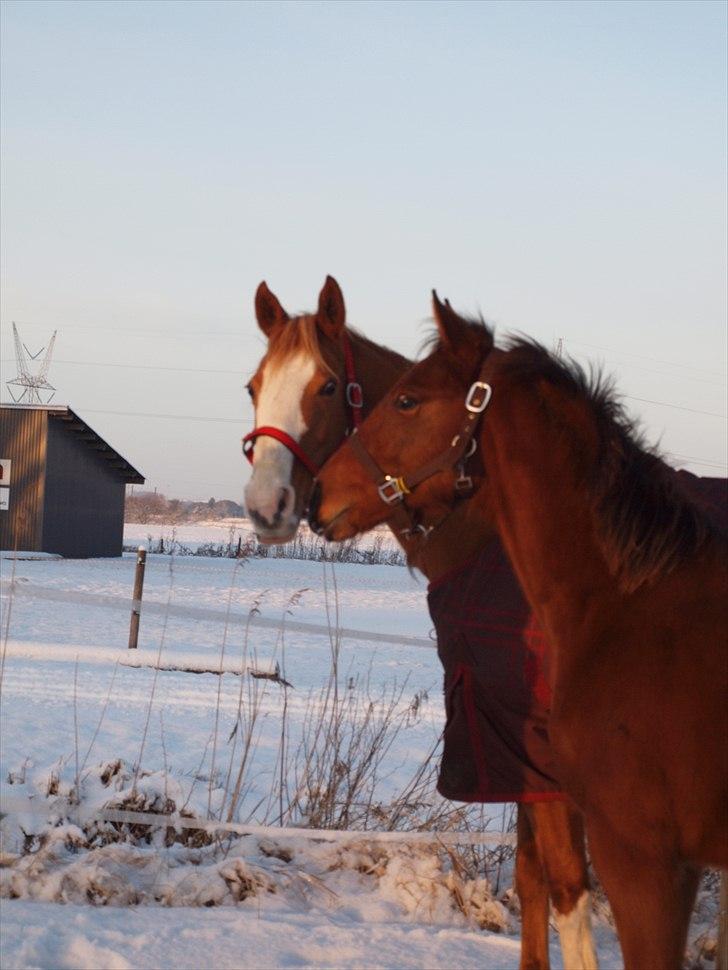 Anden særlig race Solos Alfredo  billede 15