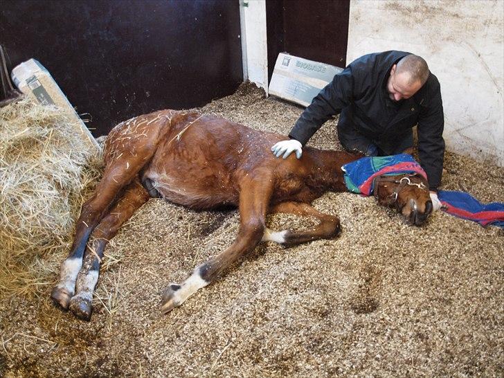 Anden særlig race Solos Alfredo  billede 16