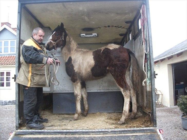 Pinto Laguna Pinto Princess(solgt) billede 15